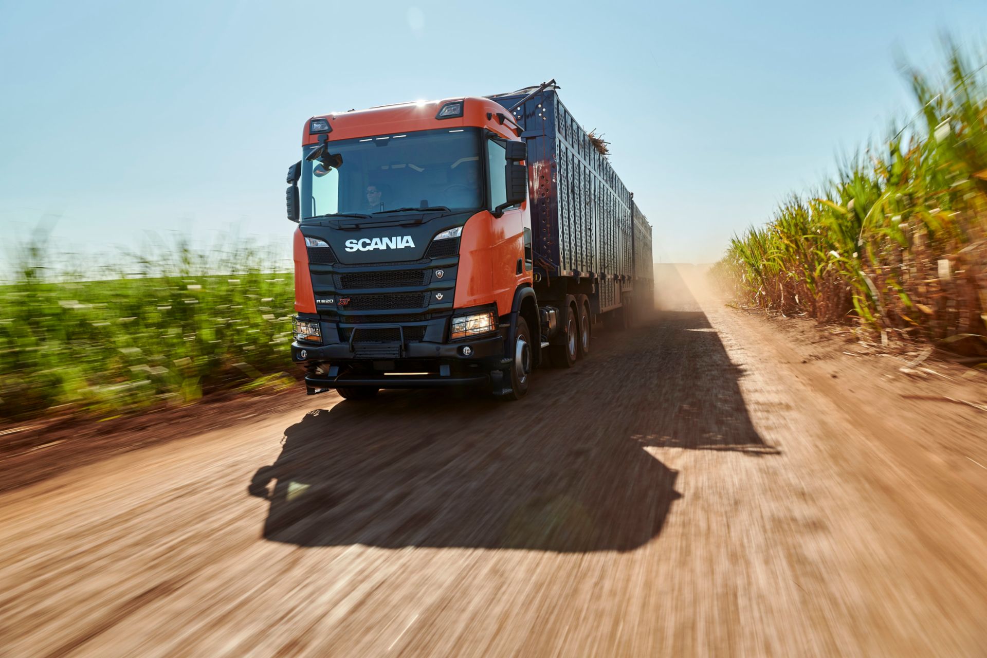 Scania R 620 XT V8 6x4 sugar cane transport in Pradópolis, Brazil
                 